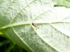 Heterotoma planicornis