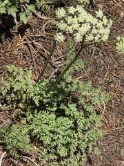 Ligusticum