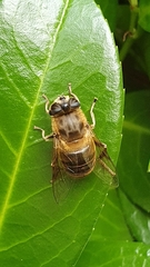 Eristalis tenax