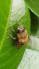 Eristalis tenax