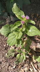 Arctium minus