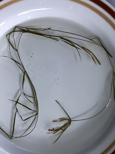 Leafy Pondweed (Potamogeton foliosus)