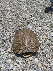 Trachemys venusta cataspila