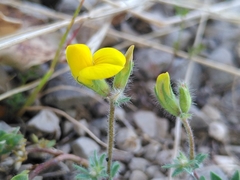 Lotus delortii