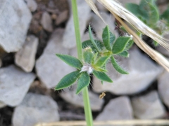 Lotus delortii
