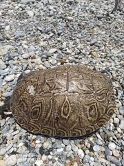 Trachemys venusta cataspila