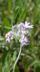 Primula incana