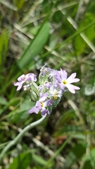 Primula incana