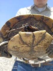 Trachemys venusta cataspila