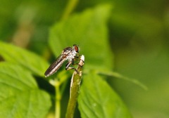 Ommatius tibialis