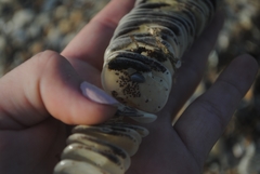 Sinistrofulgur perversum