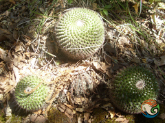 Mammillaria mystax