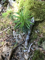 Taxus canadensis
