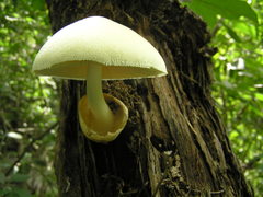 Volvariella bombycina flaviceps