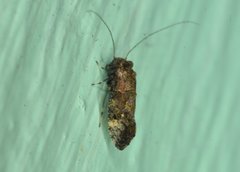Myopsocidae