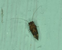 Myopsocidae