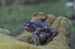 Pelobates vespertinus