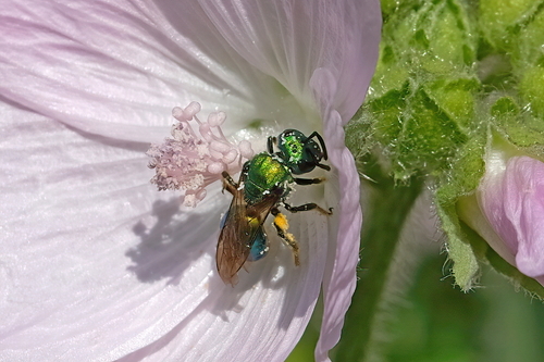 Pure Green Sweat bee, photo 2 of 9