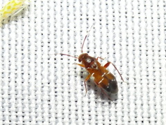 Pilophorus