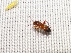 Pilophorus
