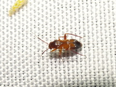 Pilophorus