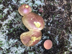 Baorangia