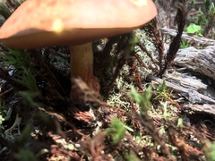 Baorangia