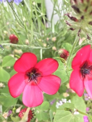 Linum grandiflorum