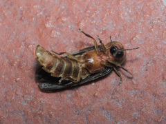 Lampyris fuscata fuscata