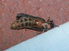 Lampyris fuscata fuscata