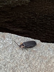 Lucidota atra