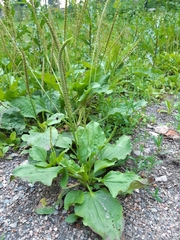 Plantago major