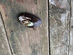 Unionoidea