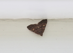 Idia diminuendis