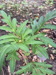 Cosmos sulphureus