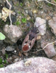Rhyparochromus