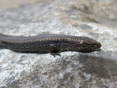 Riama striata
