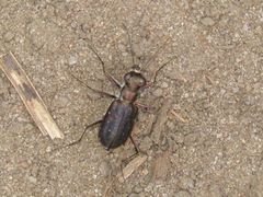 Cicindela punctulata punctulata