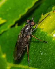 Ozodiceromyia notata