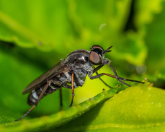Ozodiceromyia notata