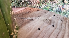 Hemidactylus mabouia