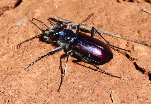Beautiful Tiger Beetle