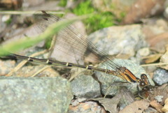 Argia tibialis