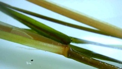 Potamogeton × ogdenii