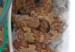 Trimorphodon paucimaculatus