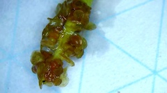 Potamogeton × ogdenii