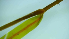 Potamogeton × ogdenii