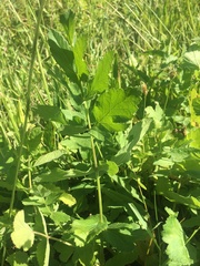 Pastinaca sativa sativa