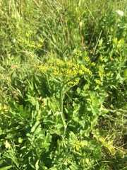 Pastinaca sativa sativa