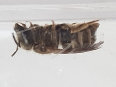 Halictus tumulorum